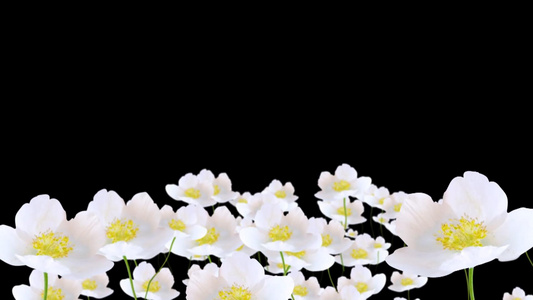 摇晃白色的花朵带通道视频