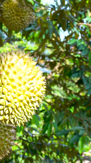 泰国成熟的榴莲果实及榴莲树合集40秒视频