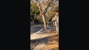 上海秋季街景33秒视频
