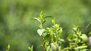 4K茶园里新鲜的碧螺春嫩芽32秒视频