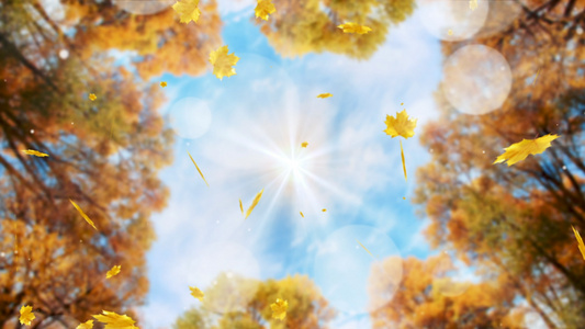 唯美的秋季枫叶背景视频