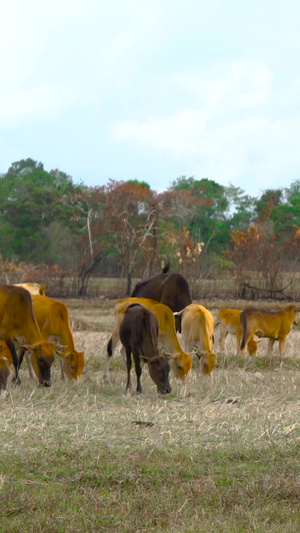 牧场牛群放牧实拍养殖业45秒视频