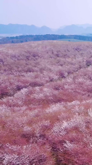 樱花晚期凋谢航拍视频樱花凋谢62秒视频