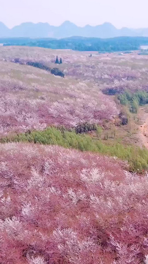 樱花晚期凋谢航拍视频樱花凋谢62秒视频