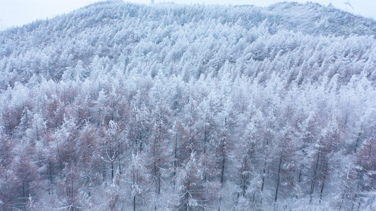 4K航拍唯美雪景松树白雪弥漫银装素裹雪山森林视频