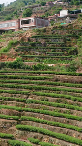 航拍茶山 合集春茶节视频