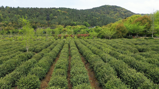 4K航拍苏州碧螺春茶园视频