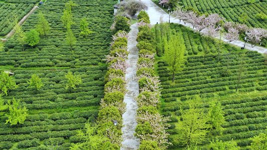 4K航拍苏州旺山碧螺春茶园视频