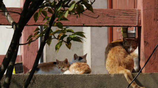 4K实拍可爱的猫咪空镜视频