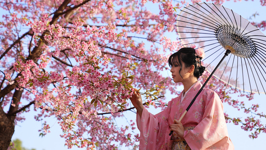 和服少女在樱花树下赏花视频