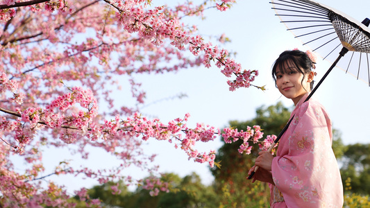 和服少女在樱花树下赏花视频
