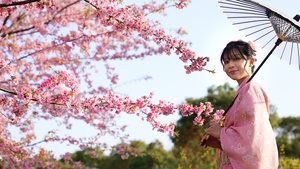 和服少女在樱花树下赏花12秒视频