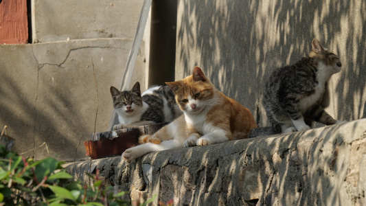 4K实拍可爱的猫咪空镜视频