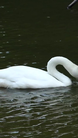 池塘里的天鹅白天鹅21秒视频