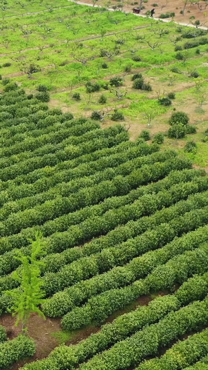 航拍碧螺春茶园春茶节47秒视频