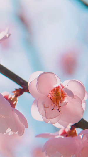 春日阳光春梅樱花蜜蜂采蜜32秒视频