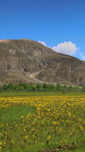 高原开满鲜花的天然牧场延时视频高海拔20秒视频