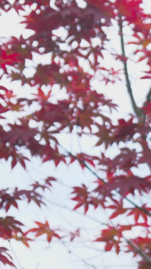 拍摄红枫叶实拍视频31秒视频
