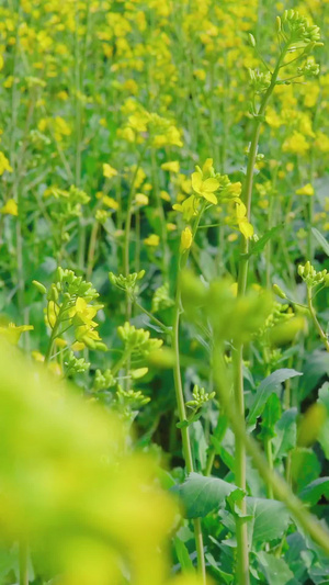 春天黄色的油菜花田春暖花开20秒视频