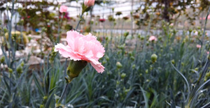 康乃馨种植地46秒视频