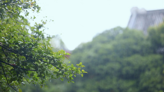 雨中古代建筑屋檐视频