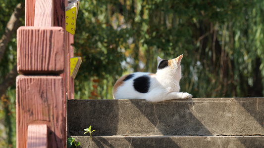 4K实拍可爱的猫咪空镜视频