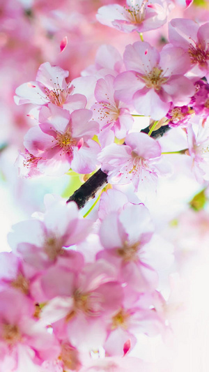 唯美樱花樱花树16秒视频