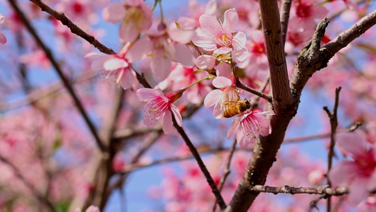 春天盛开的樱花视频