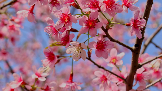 春天盛开的樱花视频