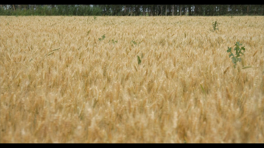 小麦视频