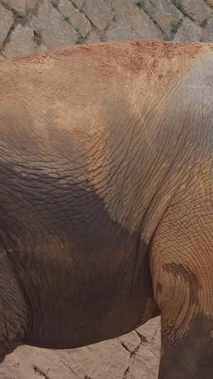 亚洲象实拍视频哺乳动物14秒视频