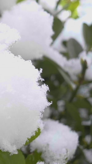 实拍冬季雪落在冬青树树叶上树枝上的雪22秒视频