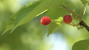 夏季自然风光枝头上的樱桃4K视频合集50秒视频