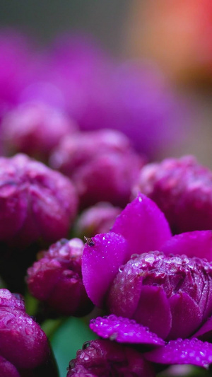 微距春雨雨水沾着花朵30秒视频