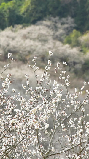 盛开的梅花岁寒三友13秒视频