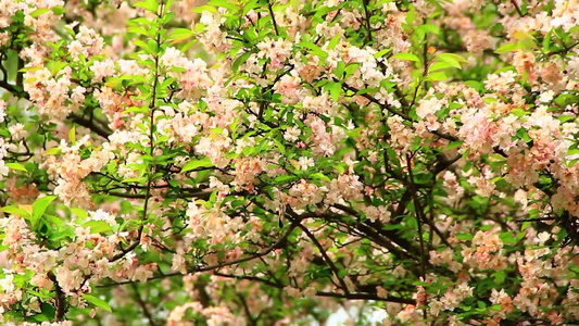 春天盛开的海棠花视频