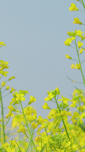 春天黄色的油菜花田春暖花开视频