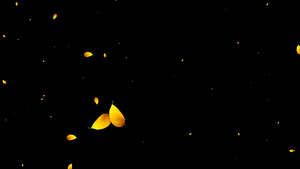 金秋树叶掉落20秒视频