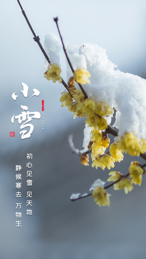 小雪节气视频15秒视频