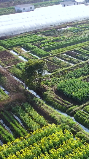 多角度航拍油菜花田里耕种春耕的农民素材合集55秒视频