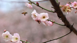 4k实拍唯美春天盛开的粉色梅花和采蜜的蜜蜂36秒视频