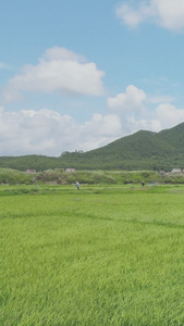 夏季风中美丽的水稻农作物视频