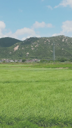 夏季风中美丽的水稻农作物17秒视频