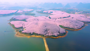4k航拍贵州平坝樱花园全景素材53秒视频