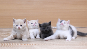 乳白英短小猫咪小奶猫玩逗猫棒4K17秒视频