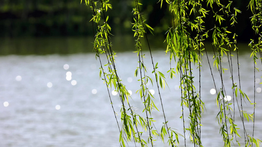 春天自然风景水面的垂柳柳树随风飘动视频
