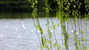 春天自然风景水面的垂柳柳树随风飘动23秒视频