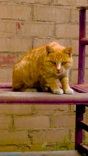 实拍陕北农村家养的2只黄色猫咪73秒视频
