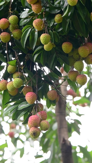 树上的荔枝夏季水果34秒视频