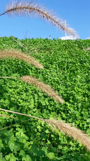 实拍风吹枯草12秒视频